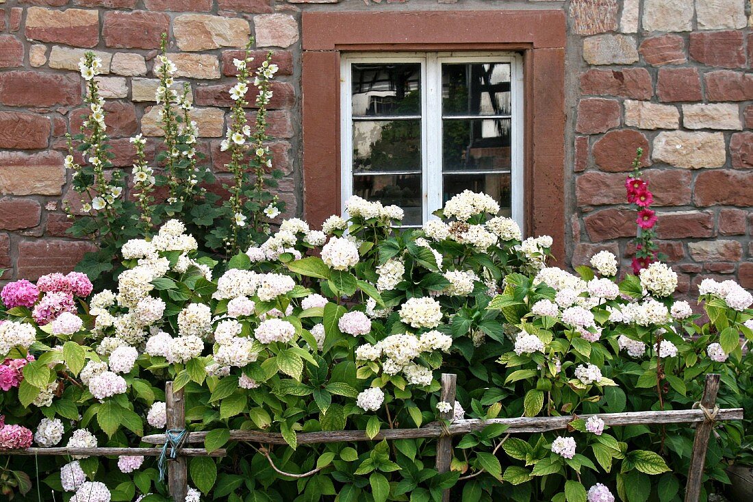 Hydrangeas & hollyhocks in front of old stone house (Alsace, France)