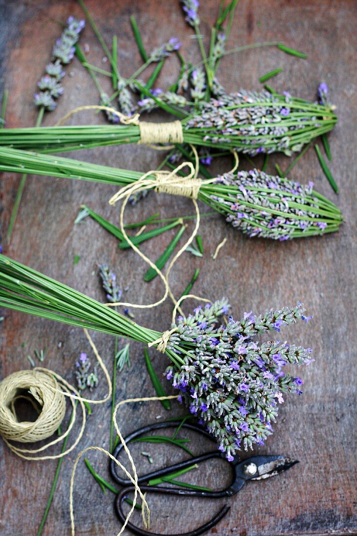 Tying bunches of lavender