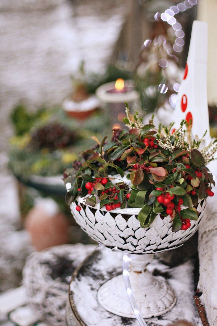 Plant with red berries in bowl on snowy table