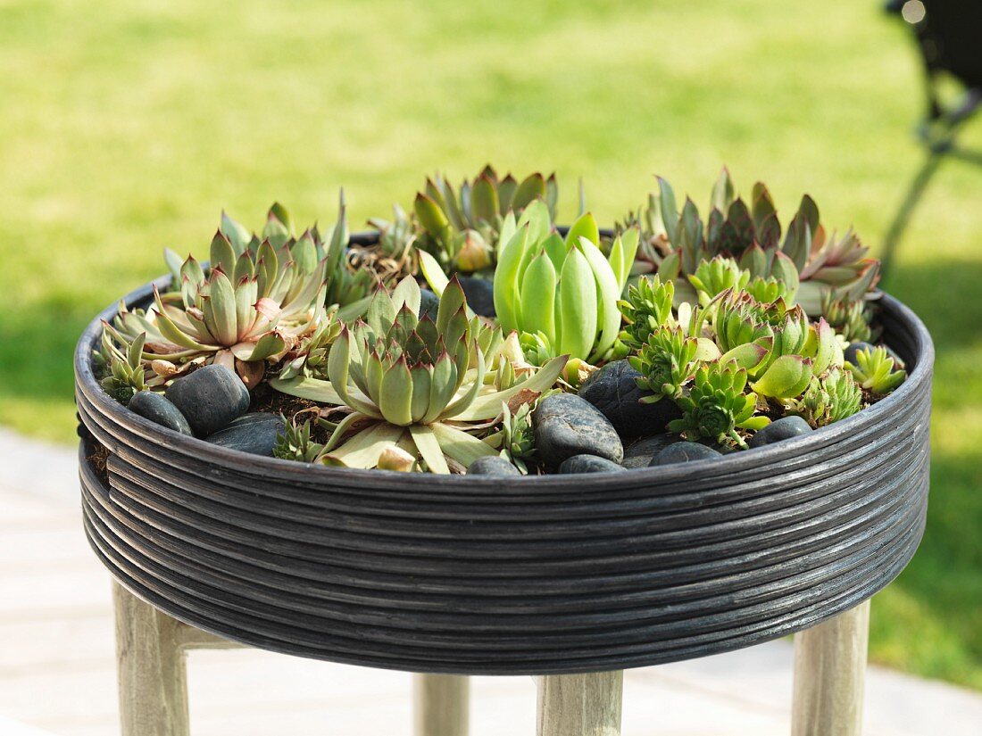 Succulents planted in circular pot on wooden stool