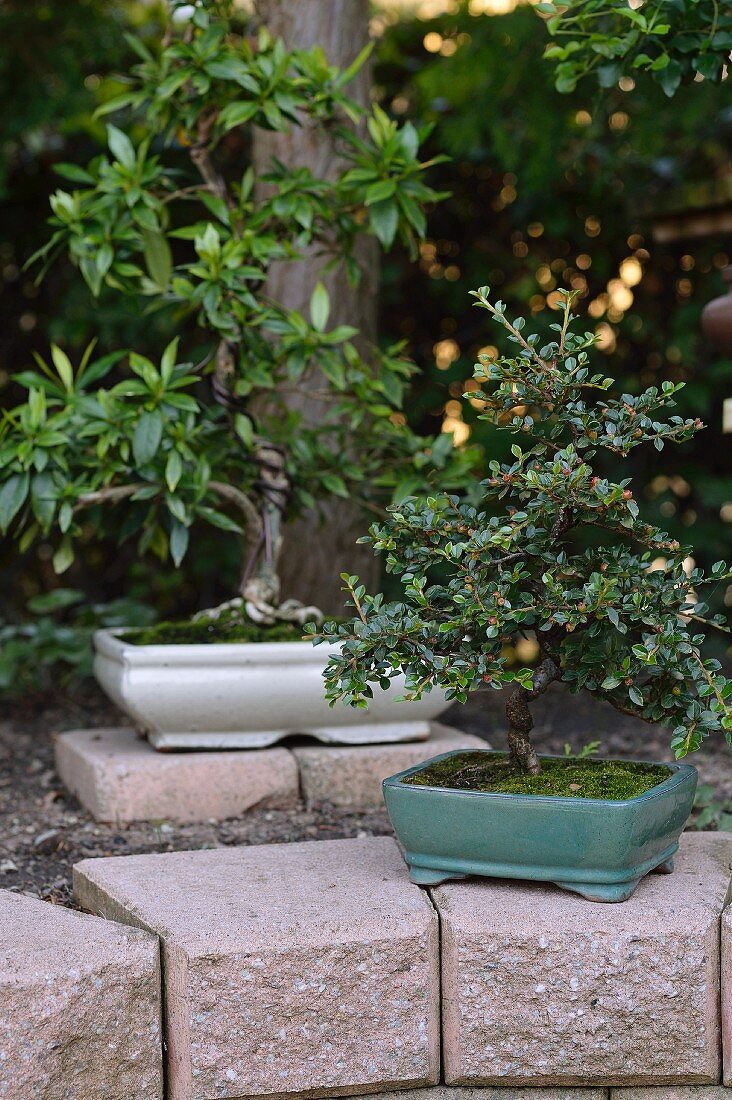Zwei Bonsaibäumchen in weißer und türkisgrüner Bonsaischale im Garten