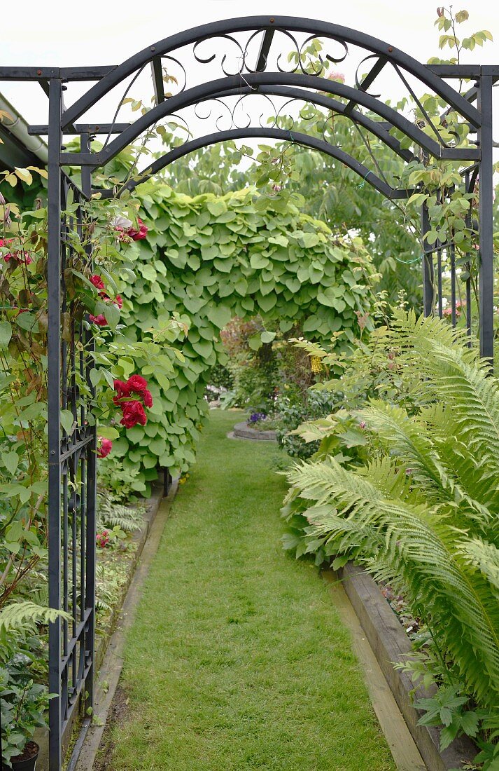 garden arch trellis
