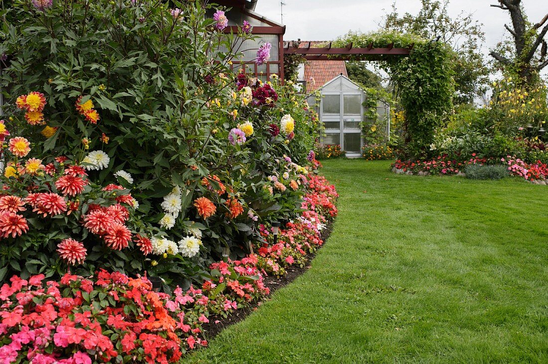 Garten mit blühenden Dahlien im Beet, im Hintergrund Wohnhaus mit Pergola