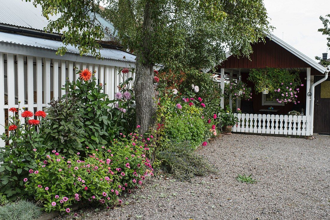 Gekiester Vorplatz mit seitlich angelegtem Beet, blühende Dahlien, im Hintergrund Gartenhäuschen