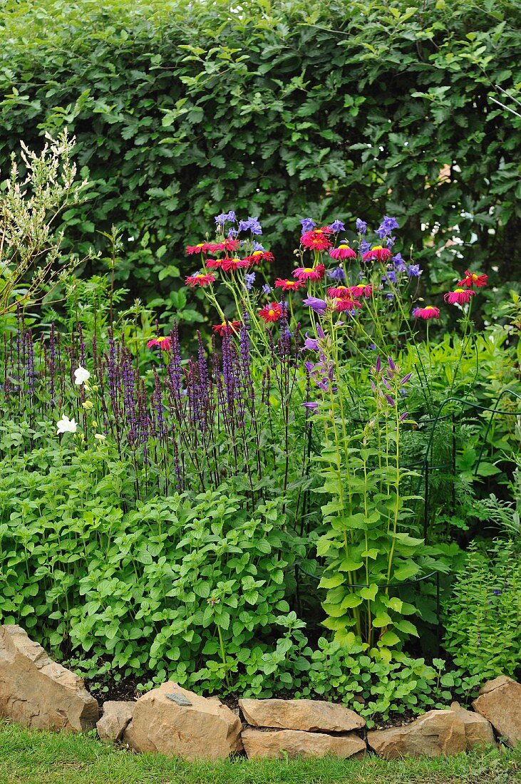 Flowering plants in bed with stone surround in summery garden