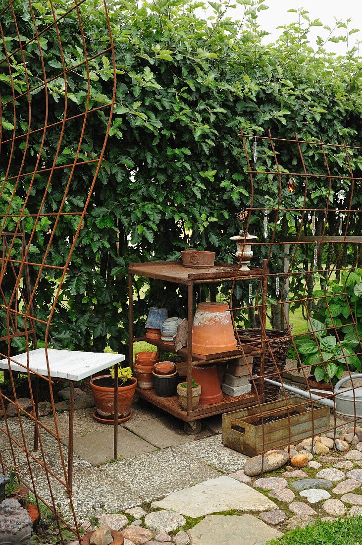 Rusty metal trellis and terracotta pots on shelves against tall garden hedge