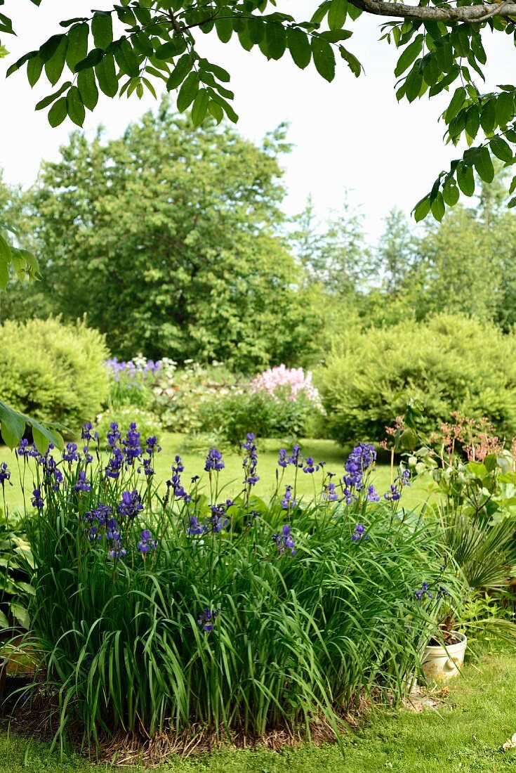 Flowering bed of iris in foreground in landscaped garden
