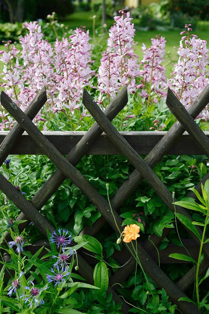 Pink-flowering burning bush behind lattice fence