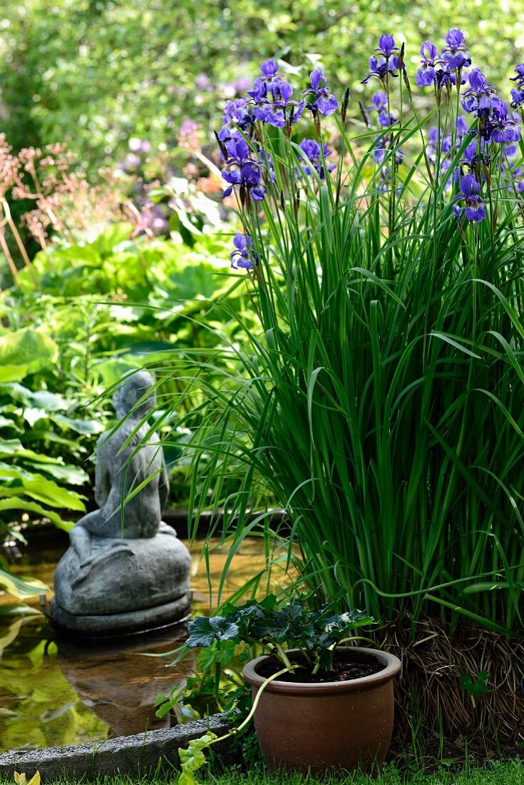 Irises growing next to garden pond with statue of woman