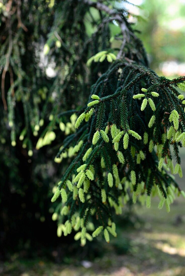 Detail junger, hellgrüner Triebe an Siskiyou-Fichte (Picea breweriana)