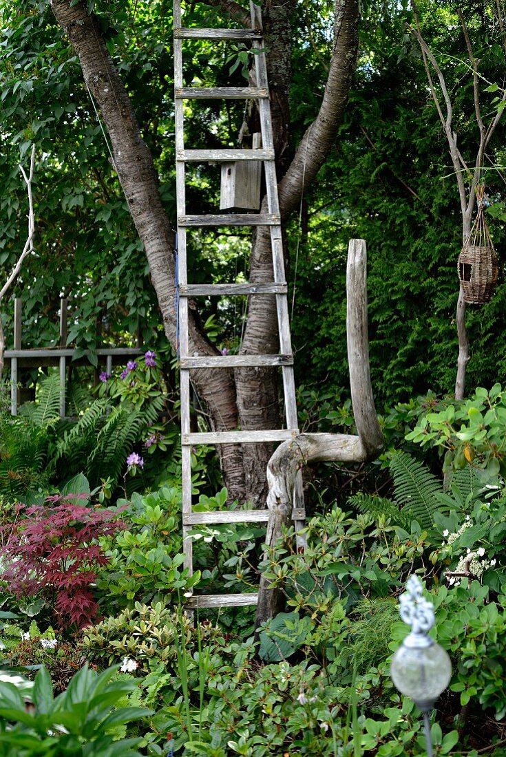 Wooden ladder leaning against tree in densely planted garden