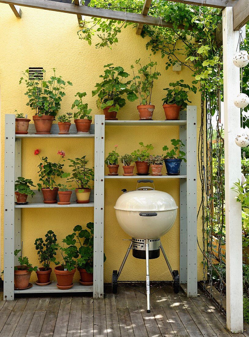 Shelves of geraniums and kettle grill on veranda with yellow-painted wall
