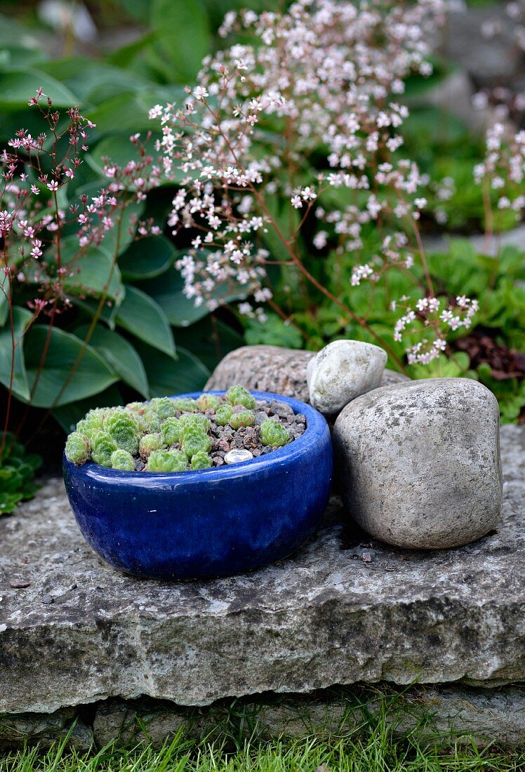 Blauer Keramiktopf mit Sukkulenten und Findlinge auf Steinplatte