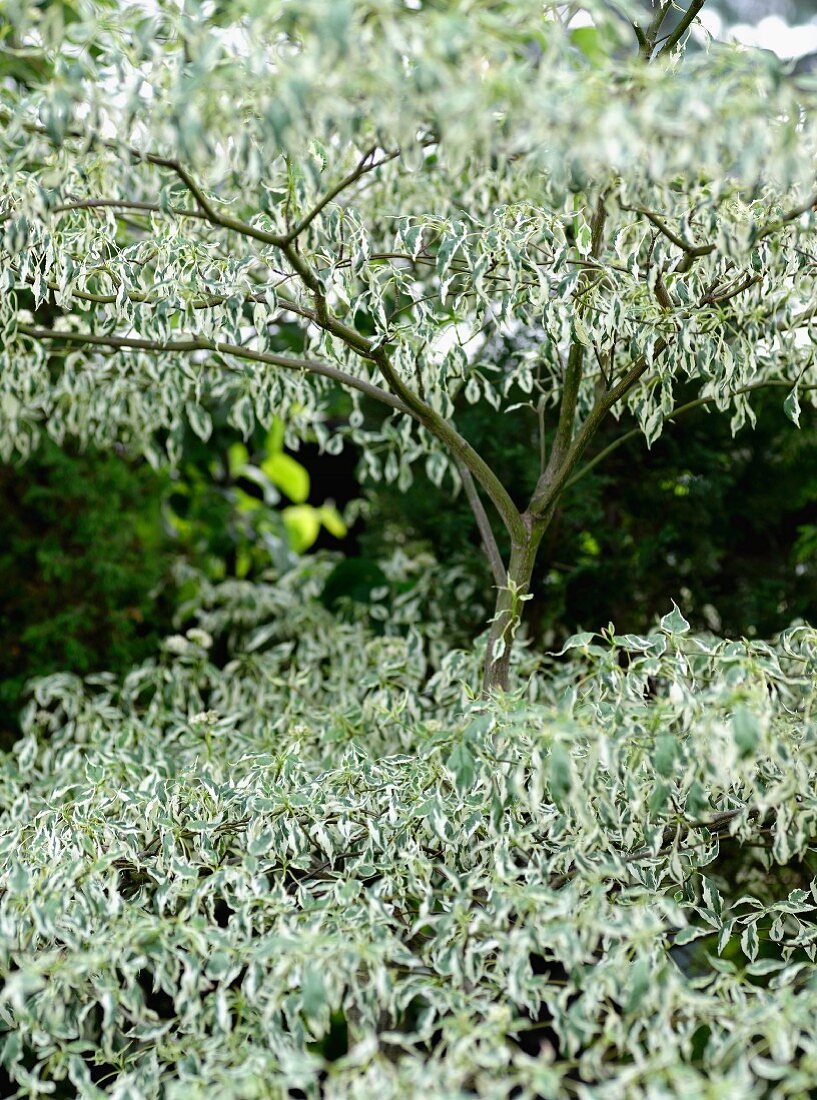 Tree with silver and green variegated leaves in garden