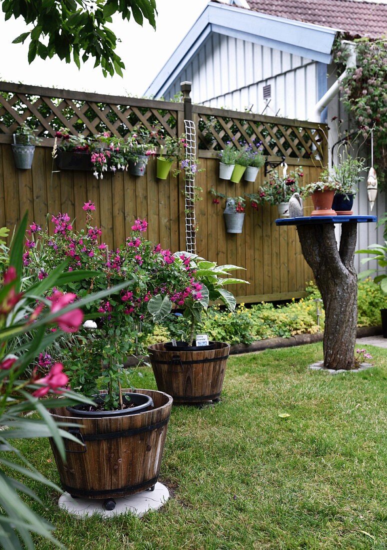 Pflanzentröge mit blühenden Blumen im Garten, im Hintergrund Sichtschutzzaun aus Holz mit aufgehängten Blumentöpfen