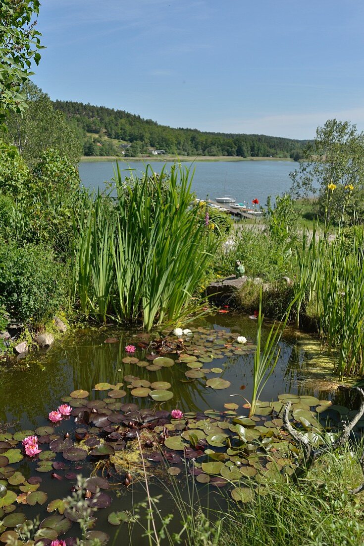 View across lily pond in summer garden to lake
