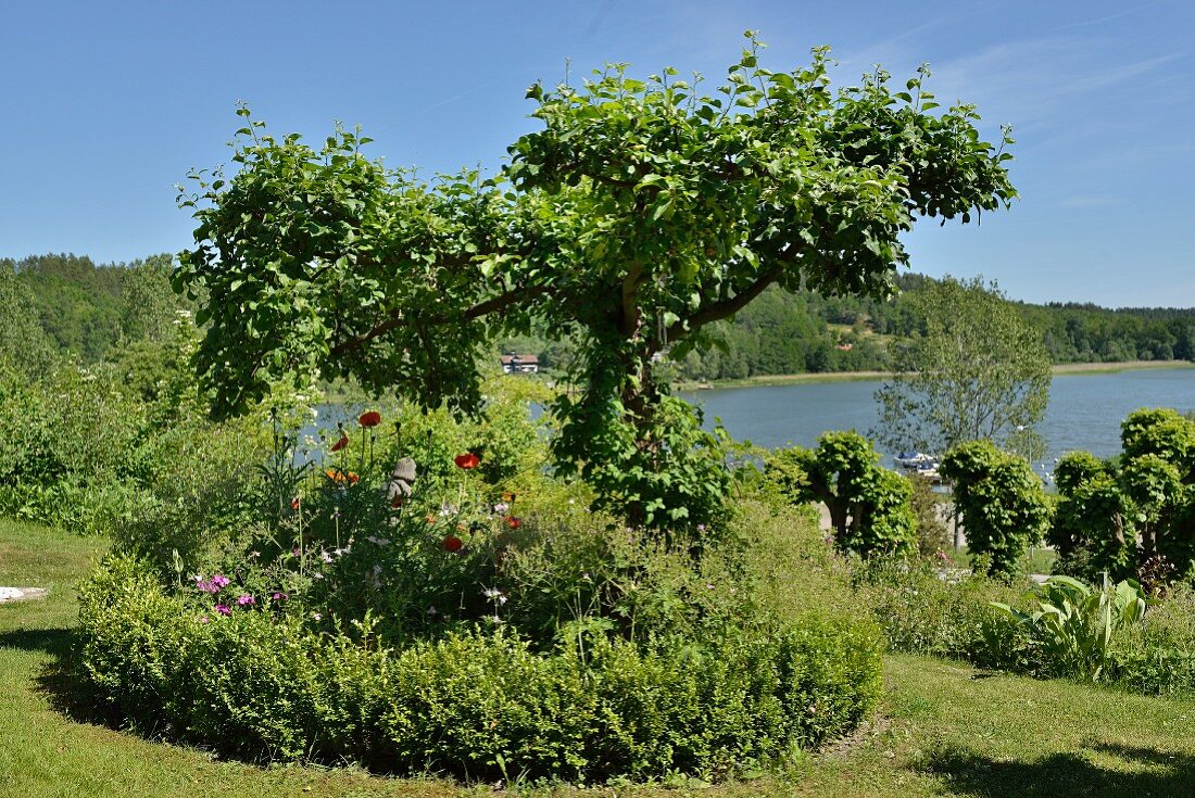 Baum, Staudenbeet und Buchshecke im sommerlichen Rasen vor See