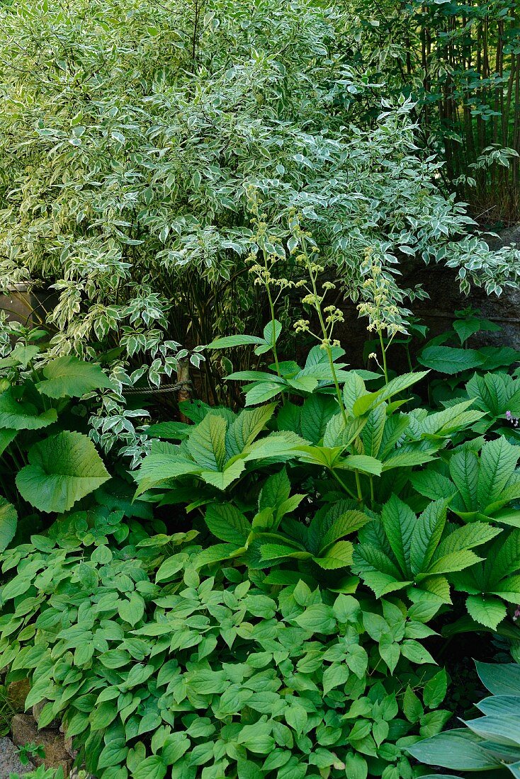 Various foliage plants in densely planted garden