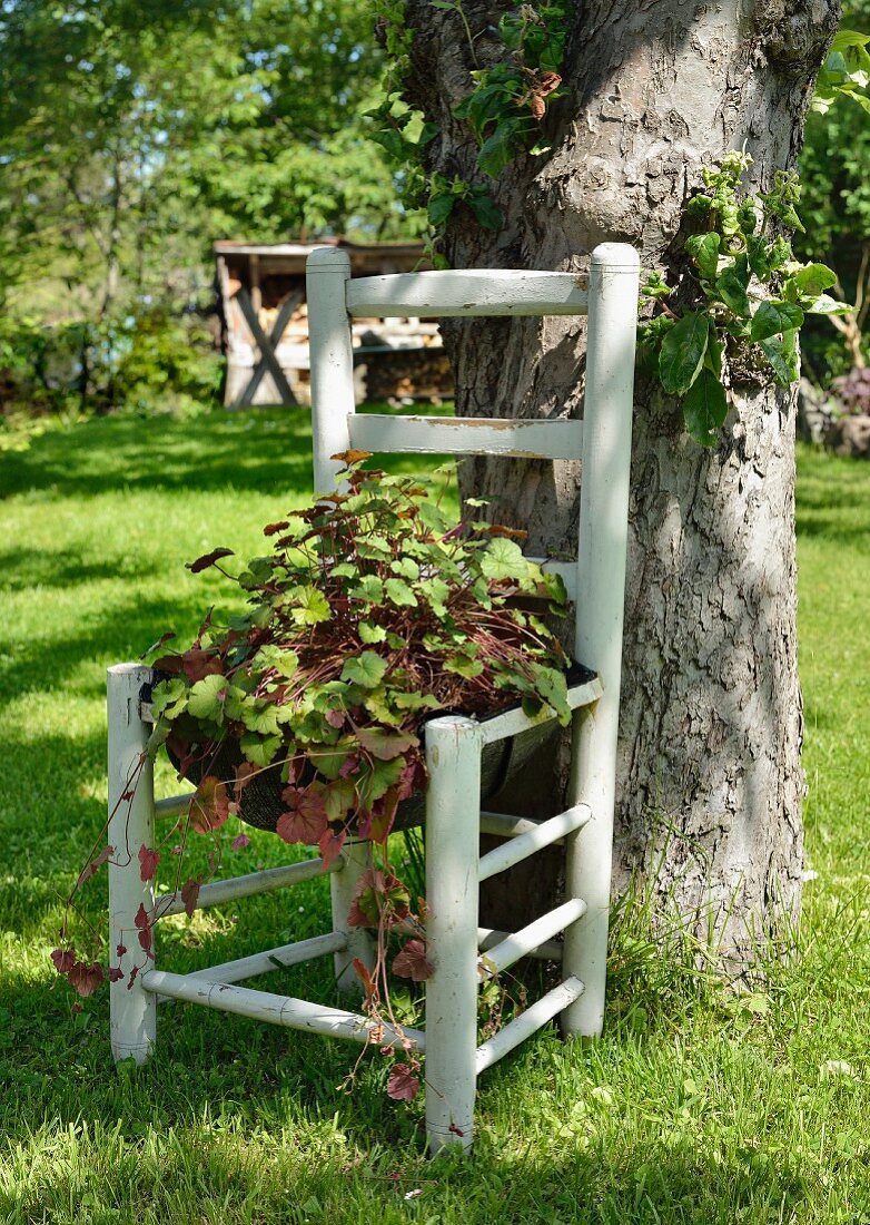 Grünpflanze (Pelargonium australe) auf ehemaligem Küchenstuhl vor Baum in sommerlichem Garten