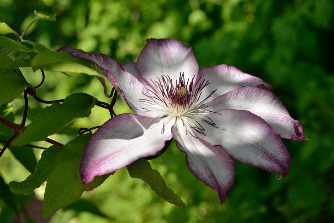 Pale pink clematis