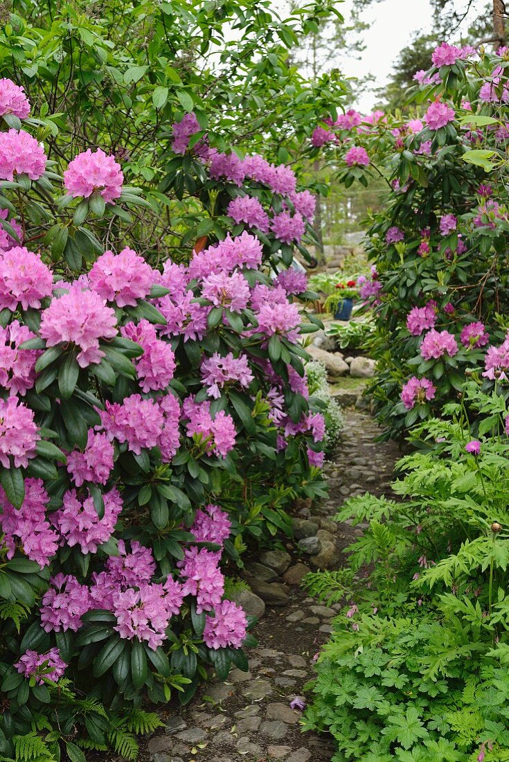 Purple rhododendron next to secretive cobbled path in landscaped garden