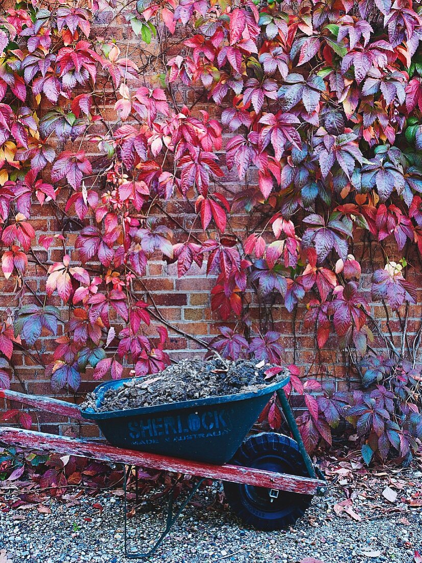 Schubkarre mit Erde vor einer Backsteinwand mit roten Weinblättern