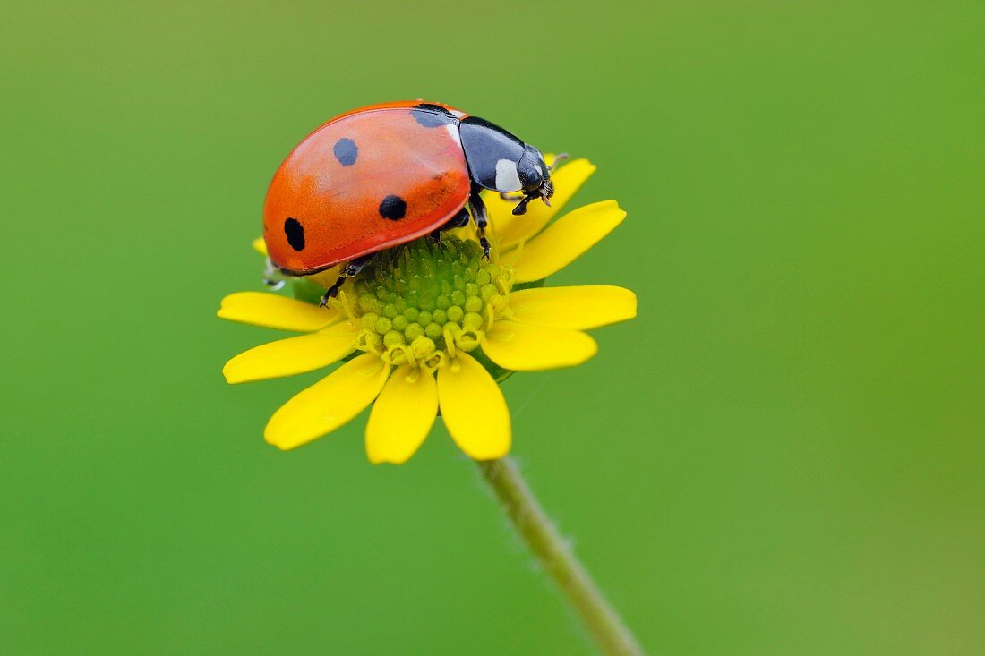 Ladybird on yellow flower
