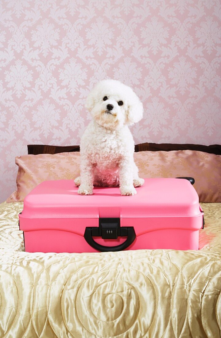 Small, white poodle sitting on pink suitcase on bed