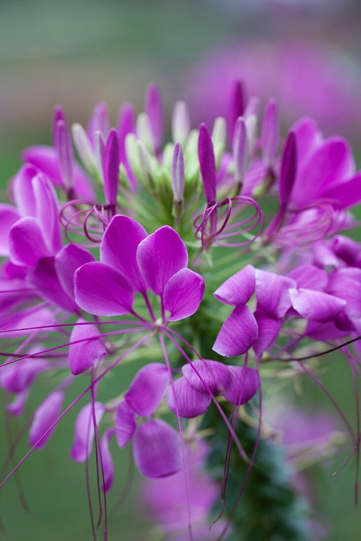 Violette Blume
