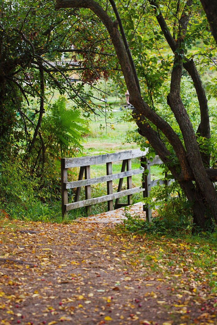 Mit Herbstlaub bedeckte, kleine Holzbrücke