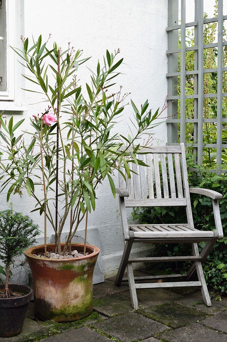 Oleander im Tontopf und vergrauter Teakholzstuhl in Terrasseneck vor Hauswand und hölzernem Rankgerüst