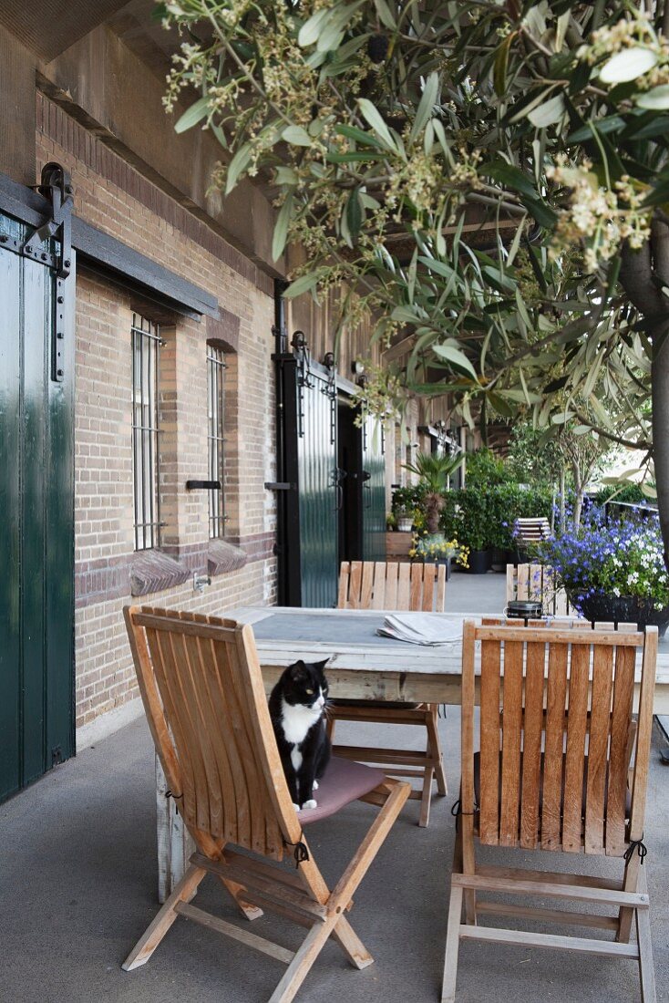 Tisch und Holzstühle mit Katze auf Terrasse vor industriellem Loft mit Ziegelfassade, im Vordergrund Olivenbaum