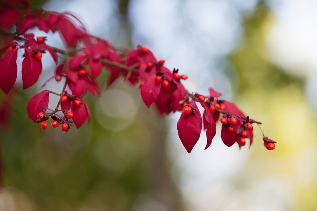 Zweig mit herbstlich verfärbten roten Blättern und Beeren am Strauch