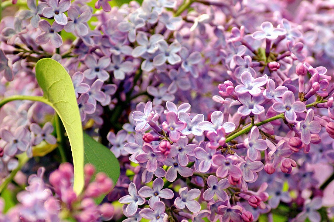 Flowering lilac (close-up)