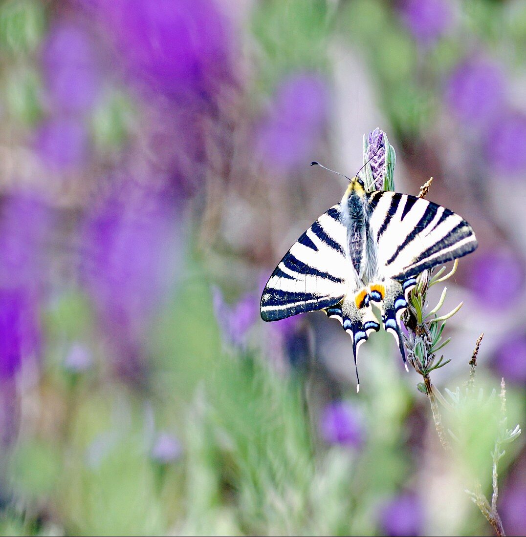 Scarce swallowtail (Iphiclides podalirius) on flowering lavender