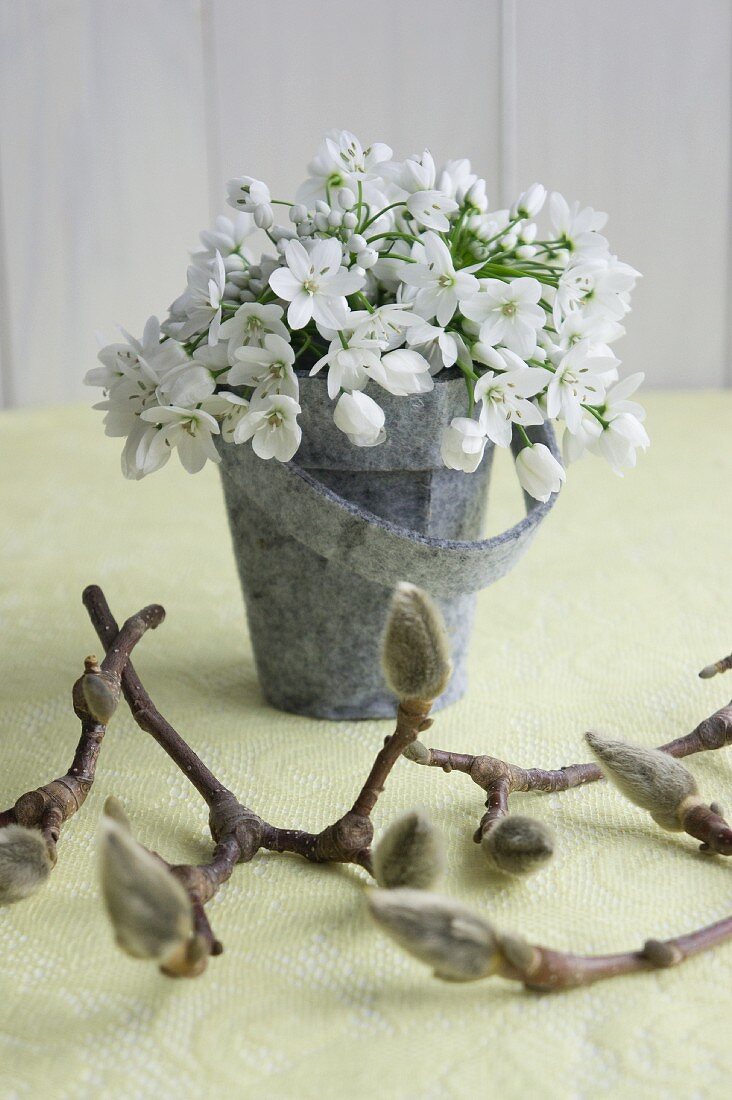Allium tuberosum flowers in felt pot