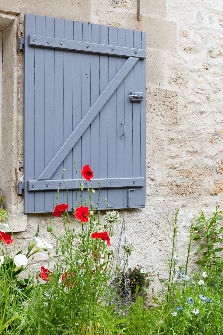 Poppies against stone façade with slate-grey window shutter