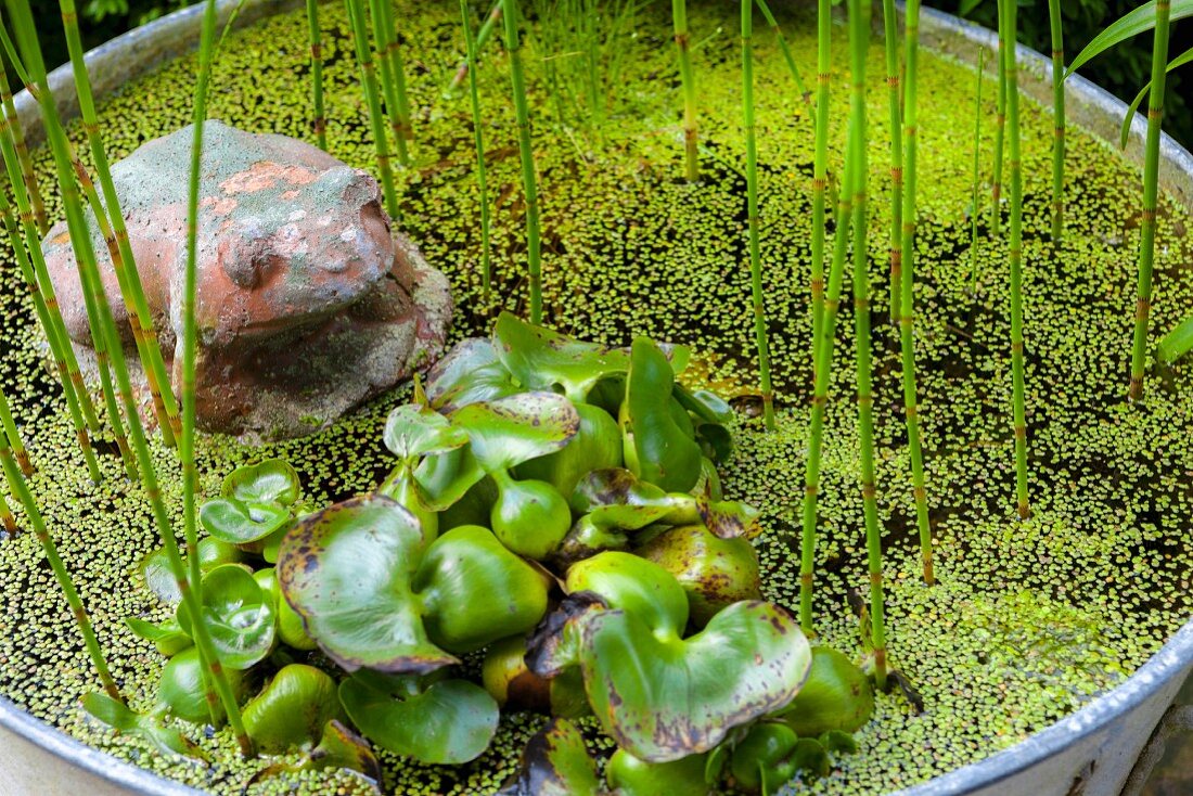 Vintage frog ornament amongst aquatic plants in zinc tub