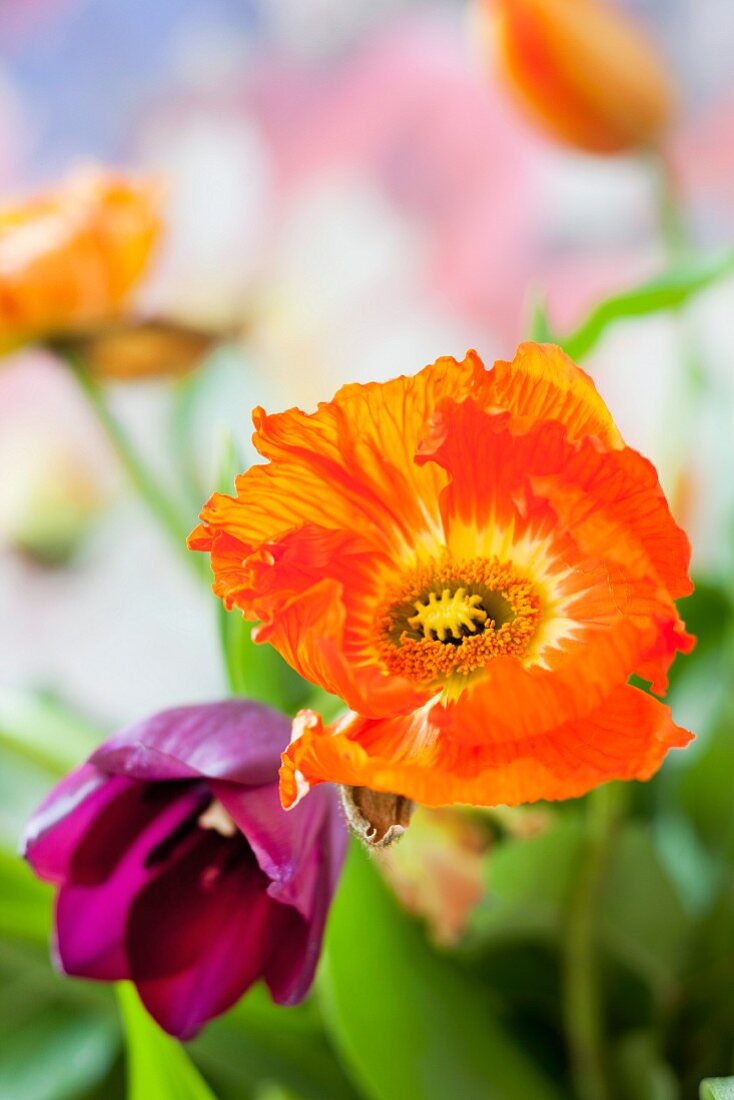 Orange anemone and purple tulip