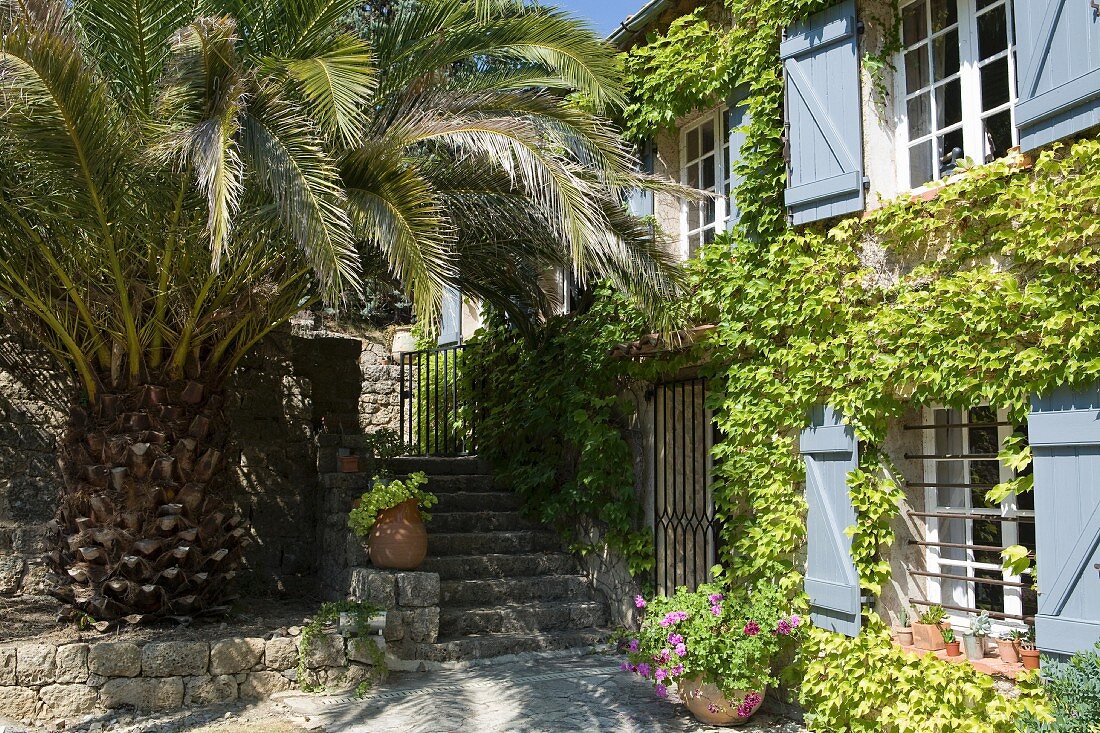 Mächtige Palme und beschattete Steinstufen vor einem weinberankten, provenzalischen Gästehaus