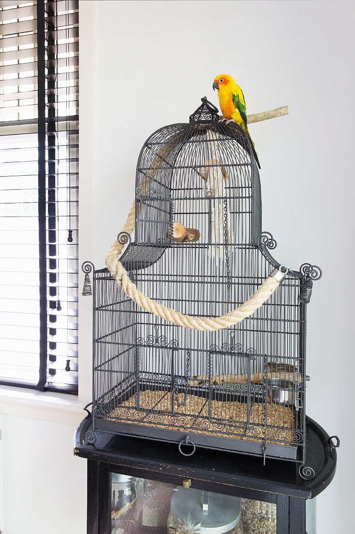 Parrot sitting on top of black vintage birdcage on side table