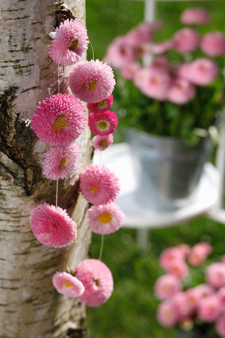 Garland of pink daisies hanging on birch trunk