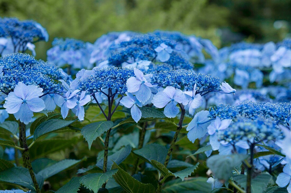 Blue hydrangeas in garden