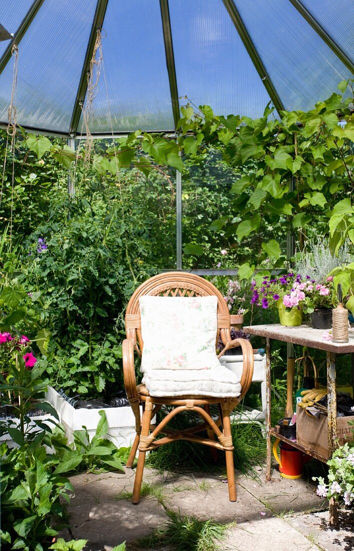 Rattan chair with cushions next to table and potted plants in conservatory with climber-covered walls