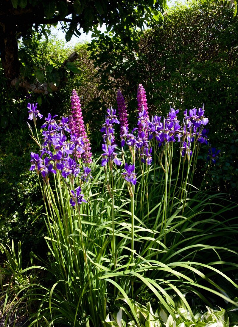 Flowering iris and lupins in summer garden