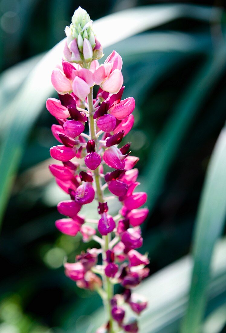 Pink lupin in garden