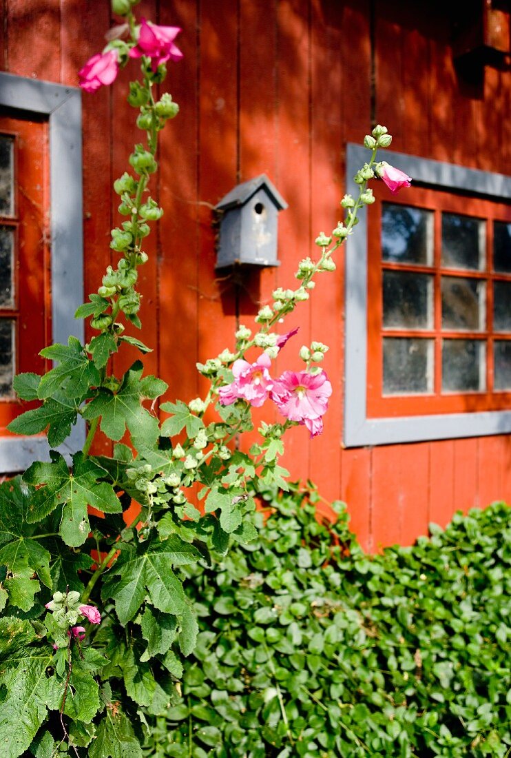 Hollyhocks in front of orange-red wooden house façade