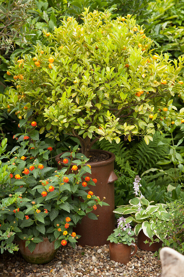 Blühendes Wandelröschen und Kumquatbaum in Tontöpfen auf Kiesfläche im Innenhof