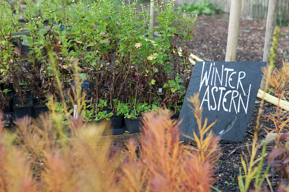 Tightly spaced pots and sign reading 'Winter asters' in plant nursery