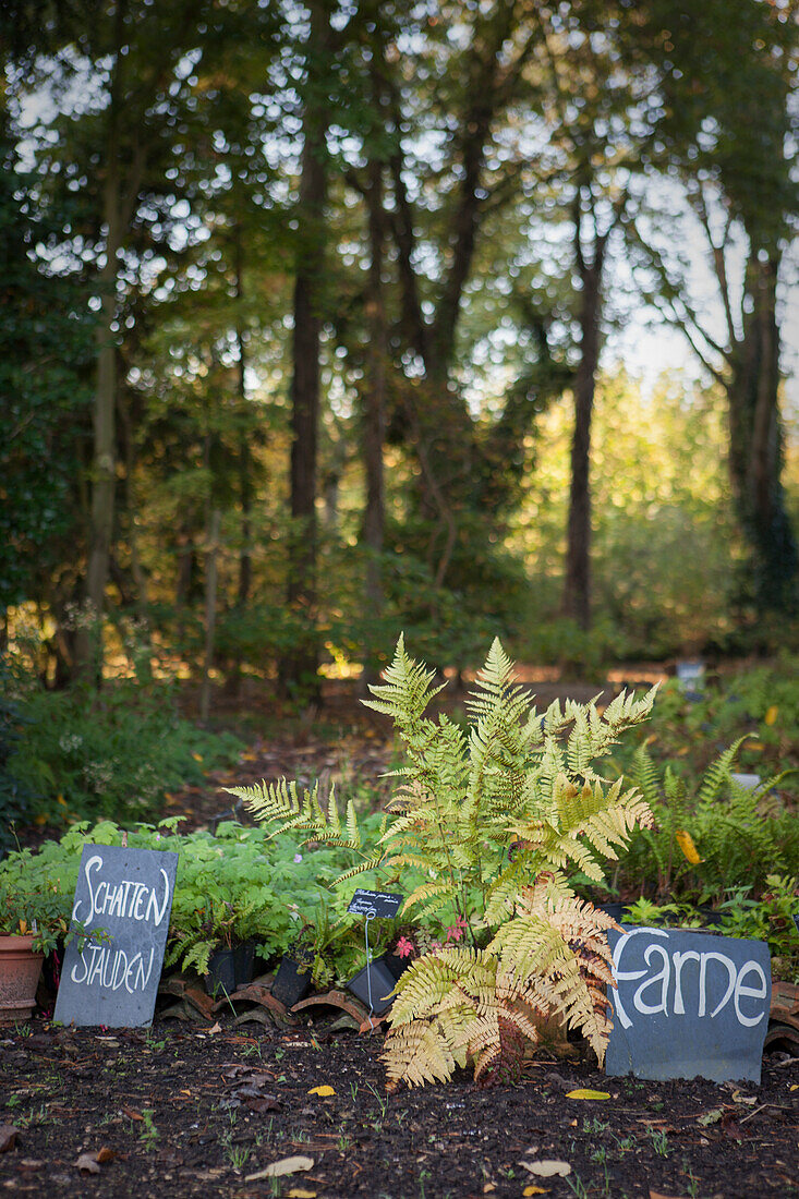 Perennials and ferns with hand-written signs in front of trees in morning sunlight